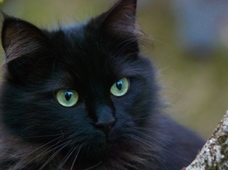 Chat chantilly